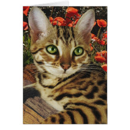 Bengkaarten en stickers