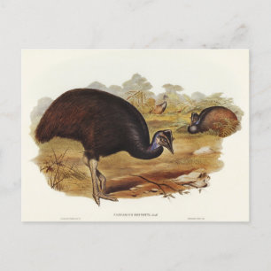 Bennett's Cassowary van Elizabeth Gould Briefkaart