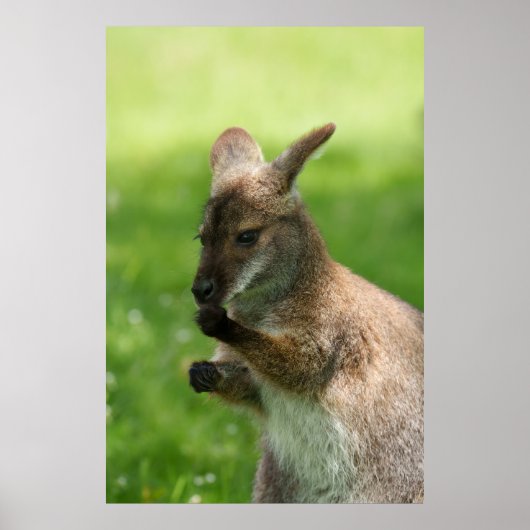 Bennetts Wallaby Poster (Voorkant)