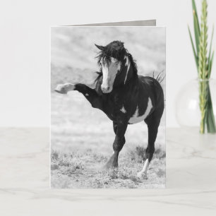 Benson slaat Wenskaart van wilde paarden neer Kaart