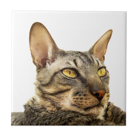 Benson Tile | Tabbypunt Cornish Rex Cat-Tiger Tegeltje (Voorkant)