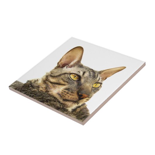 Benson Tile | Tabbypunt Cornish Rex Cat-Tiger Tegeltje (Zijkant)