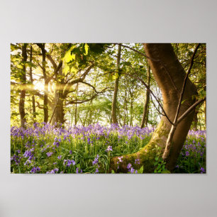 Bent-boom in het bos van de blauwbel poster