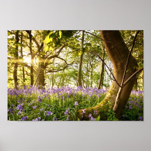 Bent-boom in het bos van de blauwbel poster (Voorkant)