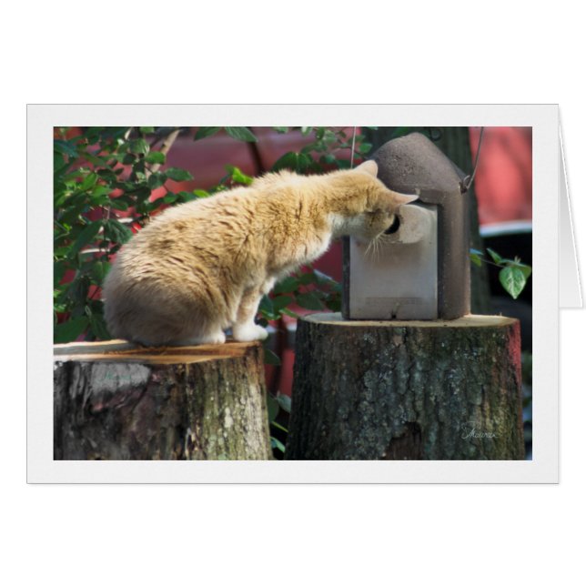 Bent u thuis? vraagt de kat (Voorkant Horizontaal)