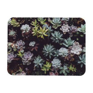 Beoordeling van kleine Succulente Planten Magneet
