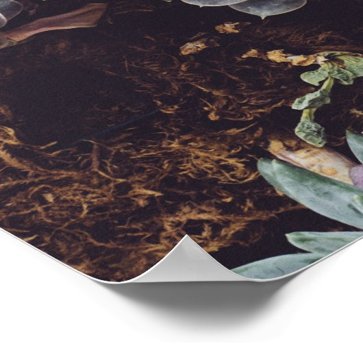 Beoordeling van kleine Succulente Planten Poster (Hoek)
