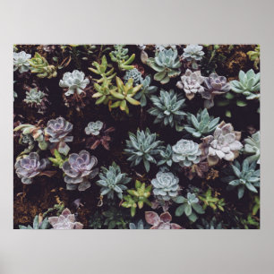 Beoordeling van kleine Succulente Planten Poster
