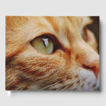 Bepaald gezichtsveld van een gemberkat