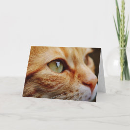 Bepaald gezichtsveld van een gemberkat kaart