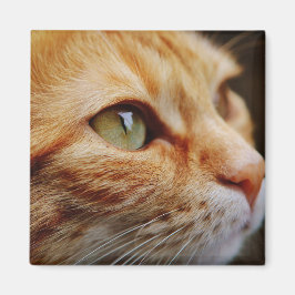 Bepaald gezichtsveld van een gemberkat magneet