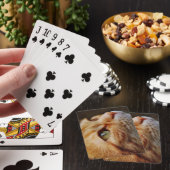 Bepaald gezichtsveld van een gemberkat pokerkaarten (Insitu)