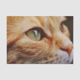 Bepaald gezichtsveld van een gemberkat tissuepapier