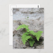 Bepaald varen-Briefkaart Briefkaart (Voorkant / Achterkant)