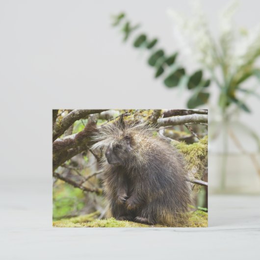 Bepaalde Porcupine Briefkaart (Staand voorkant)