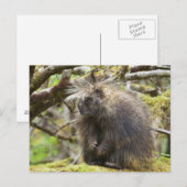 Bepaalde Porcupine Briefkaart (Voorkant / Achterkant)