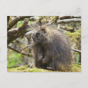 Bepaalde Porcupine Briefkaart