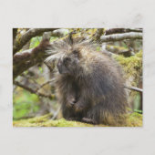 Bepaalde Porcupine Briefkaart (Voorkant)