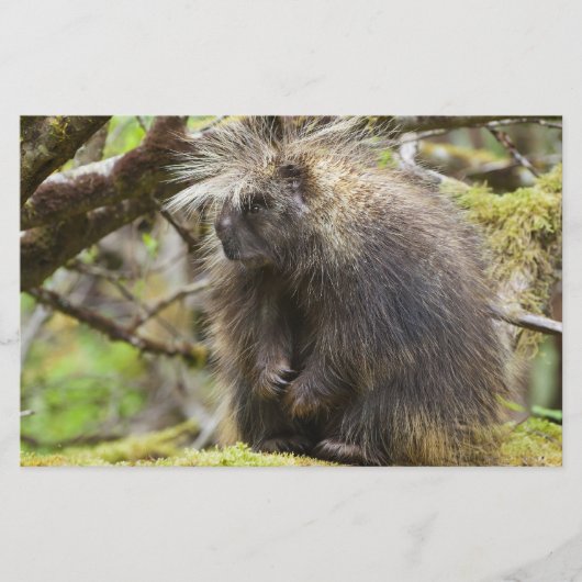 Bepaalde Porcupine Briefpapier (Voorkant)