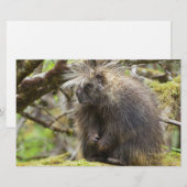 Bepaalde Porcupine Briefpapier (Voorkant / Achterkant)