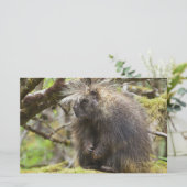 Bepaalde Porcupine Briefpapier (Staand voorkant)