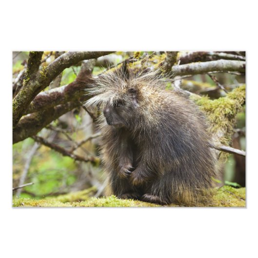 Bepaalde Porcupine Foto Afdruk (Voorkant)
