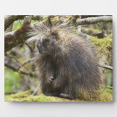 Bepaalde Porcupine Fotoplaat (Voorkant)