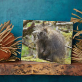 Bepaalde Porcupine Fotoplaat (Zijkant)