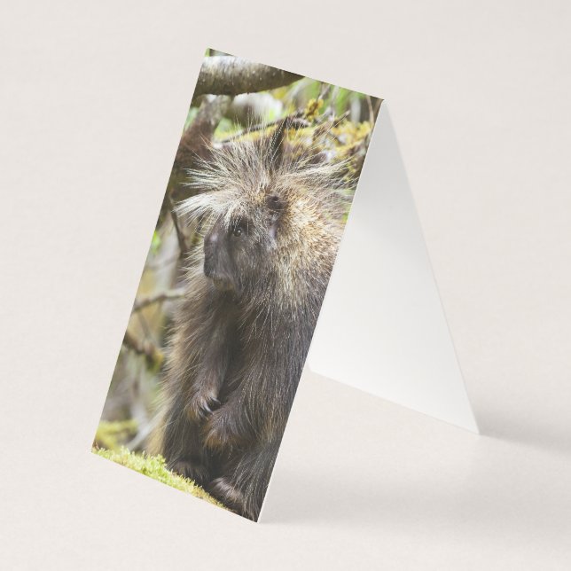 Bepaalde Porcupine Kaart (Achterkant)