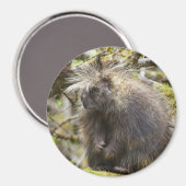Bepaalde Porcupine Magneet (Voorkant / Achterkant)