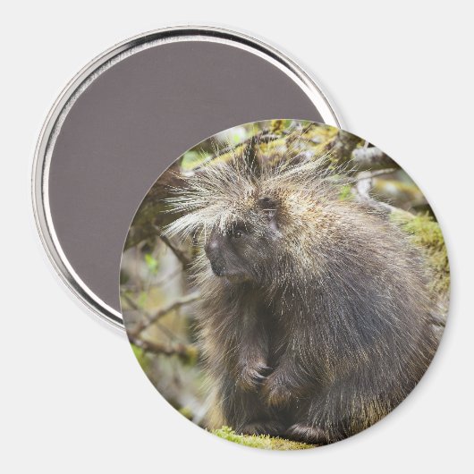 Bepaalde Porcupine Magneet (Voorkant / Achterkant)