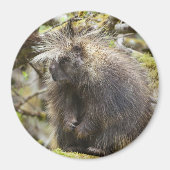 Bepaalde Porcupine Magneet (Voorkant)