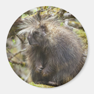 Bepaalde Porcupine Magneet