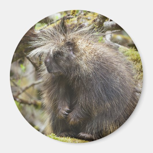 Bepaalde Porcupine Magneet (Voorkant)