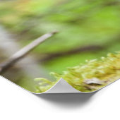 Bepaalde Porcupine Poster (Hoek)