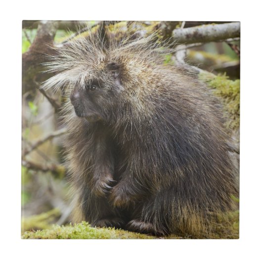 Bepaalde Porcupine Tegeltje (Voorkant)
