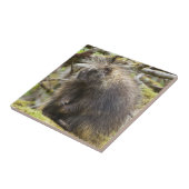 Bepaalde Porcupine Tegeltje (Zijkant)