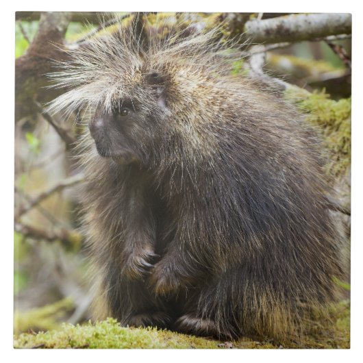 Bepaalde Porcupine Tegeltje (Voorkant)
