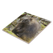 Bepaalde Porcupine Tegeltje (Zijkant)