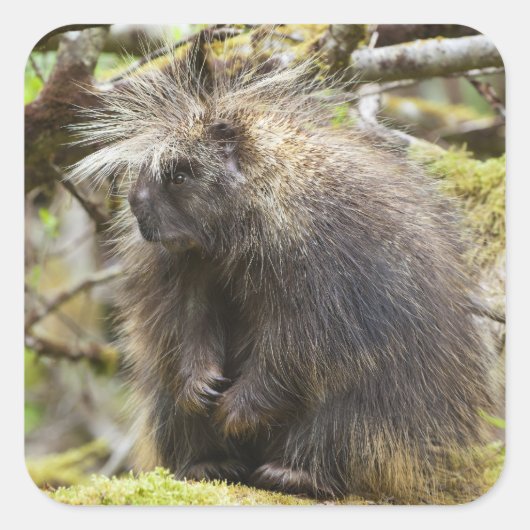 Bepaalde Porcupine Vierkante Sticker (Voorkant)