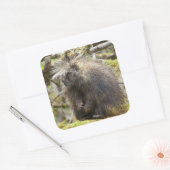Bepaalde Porcupine Vierkante Sticker (Envelop)