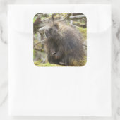 Bepaalde Porcupine Vierkante Sticker (Tas)