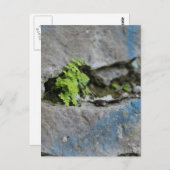 Bepaalde varen in Boulder Blue Graffiti Briefkaart (Voorkant / Achterkant)