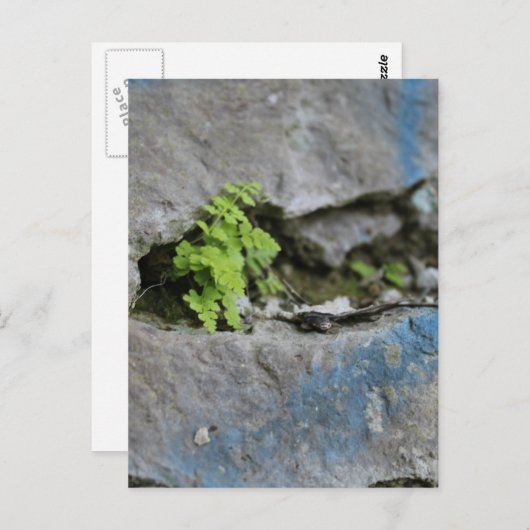 Bepaalde varen in Boulder Blue Graffiti Briefkaart (Voorkant / Achterkant)