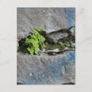 Bepaalde varen in Boulder Blue Graffiti Briefkaart