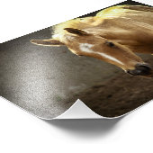 Berber Fohlen Foto Afdruk (Hoek)