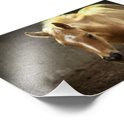 Berber Fohlen Foto Afdruk (Hoek)