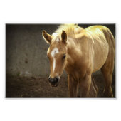 Berber Fohlen Foto Afdruk (Voorkant)