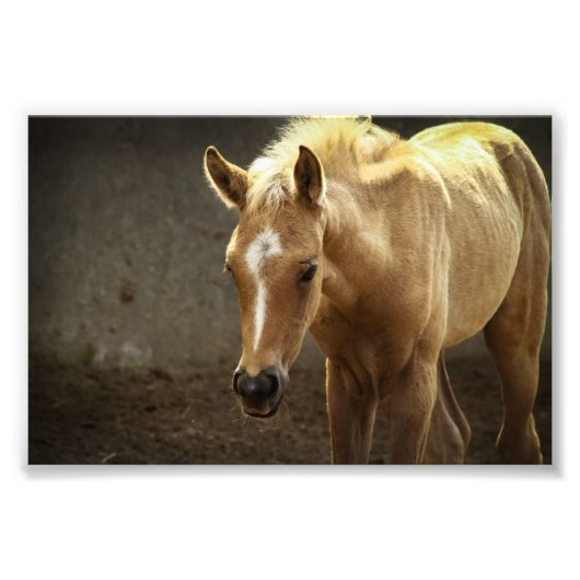 Berber Fohlen Foto Afdruk (Voorkant)