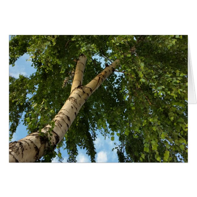 berch umbrella (Voorkant Horizontaal)